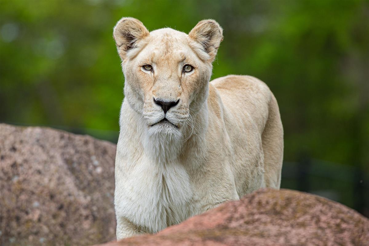 African Lion
