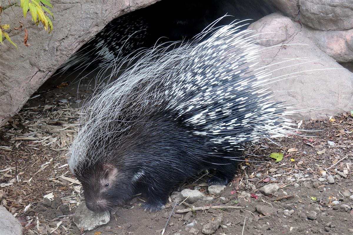 Crested Porcupine
