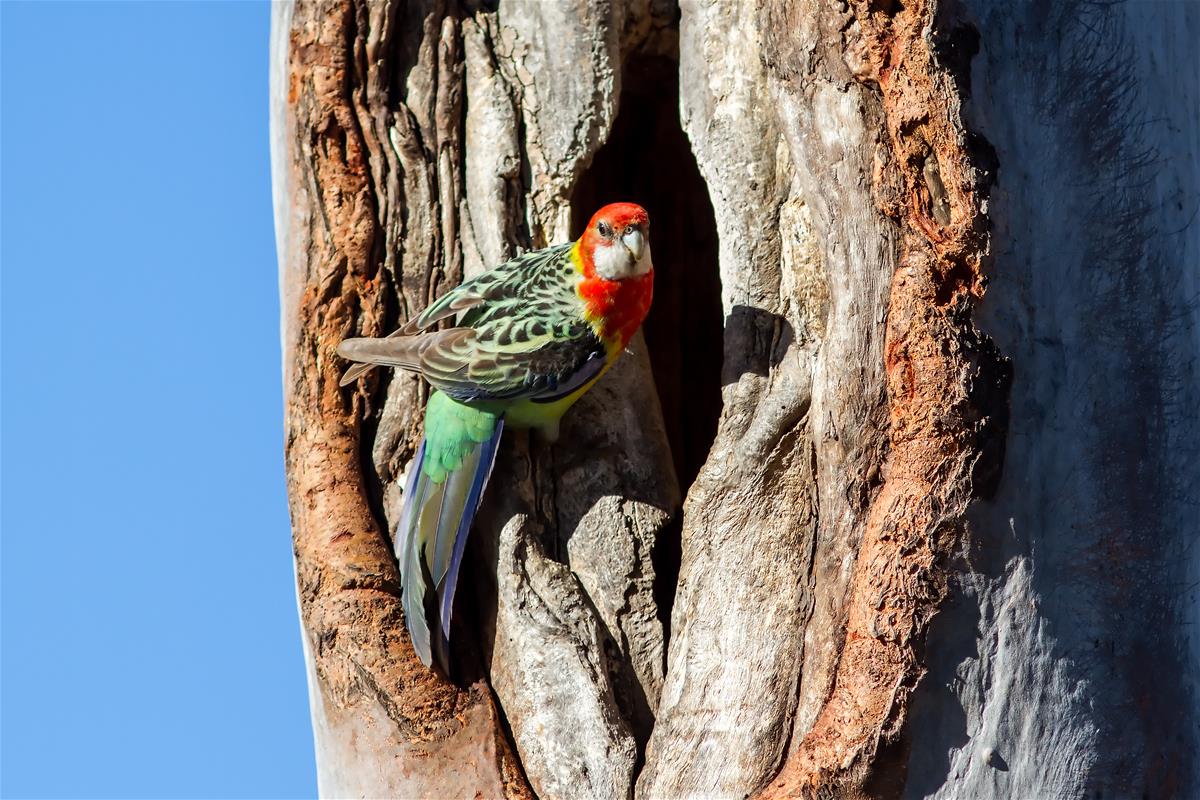 Eastern Rosella