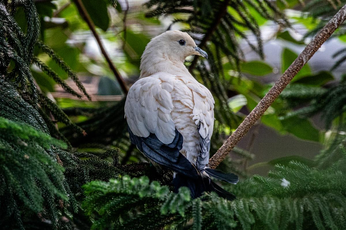 Pied Imperial Pigeons
