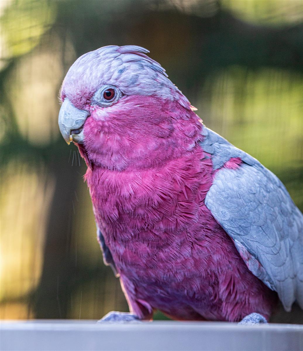 Galah