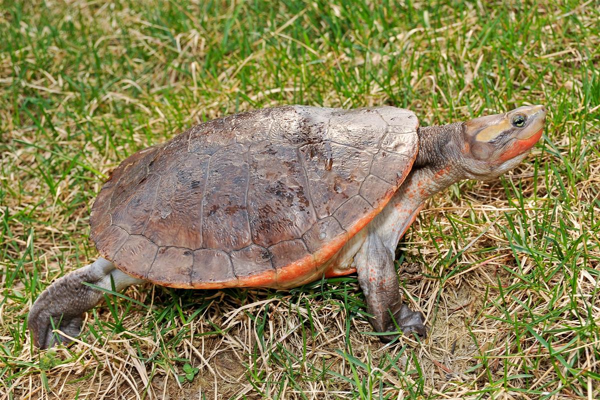 Red-bellied Short-necked Turtle