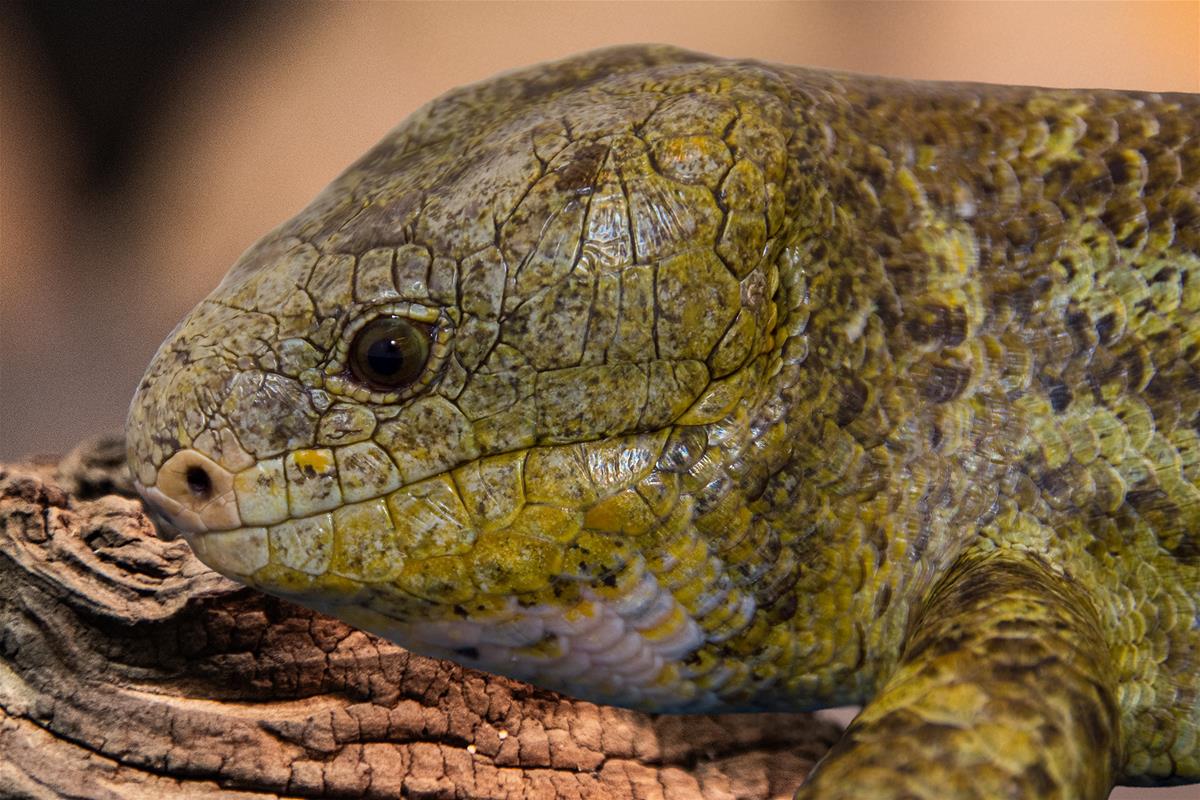 Soloman island monkey-tailed skink