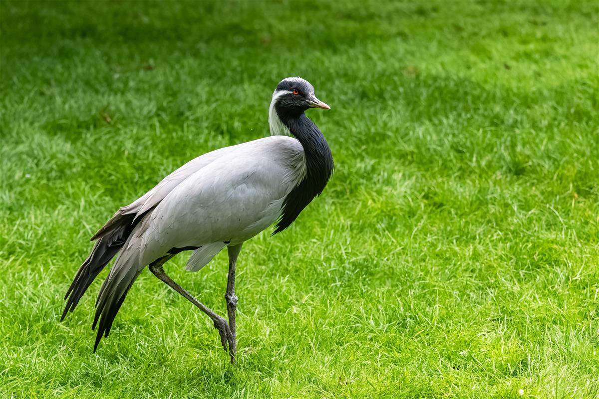 Demoiselle Cranes