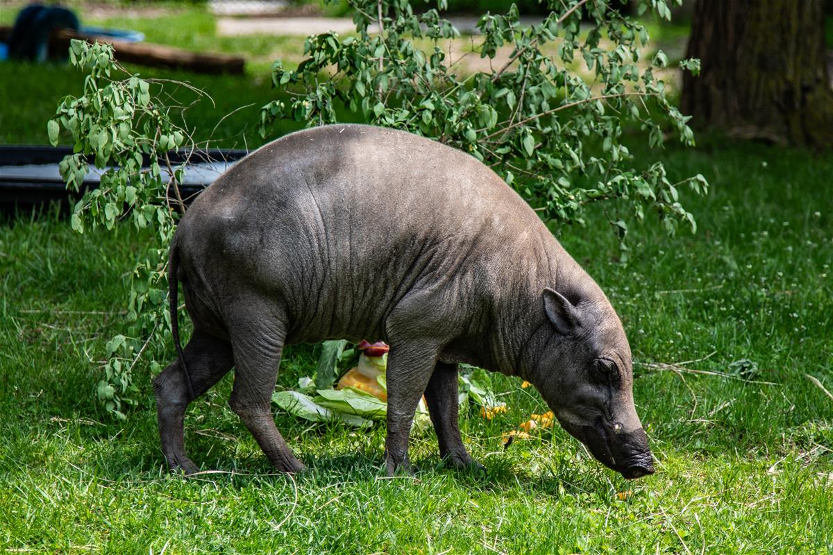 Babirusa