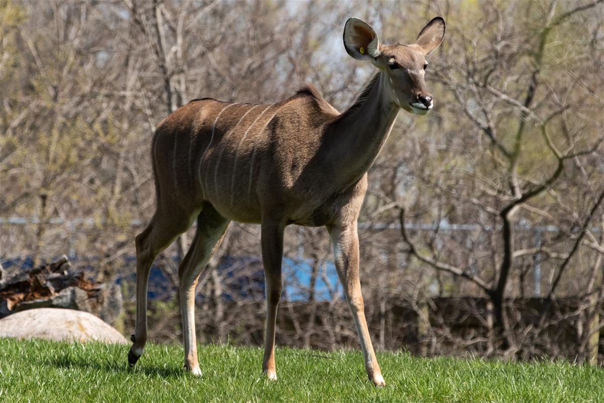 Greater Kudu Female