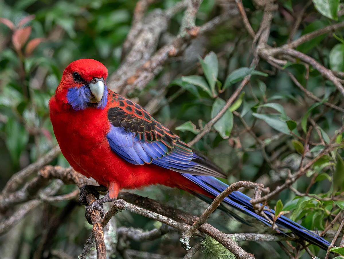 Crimson Rosella