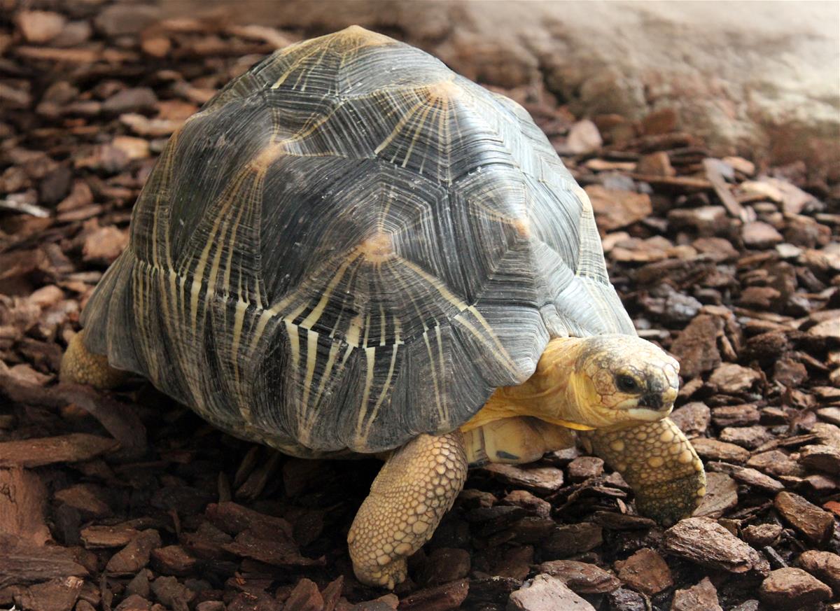 Radiated Tortoise