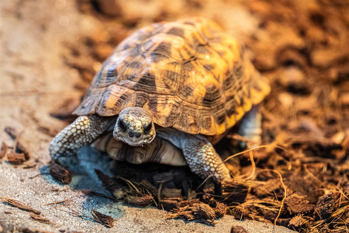 Spider Tortoise