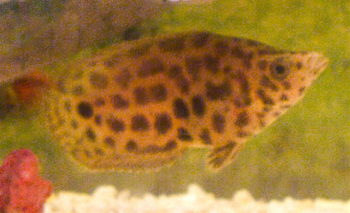 Leopard Bush Fish
