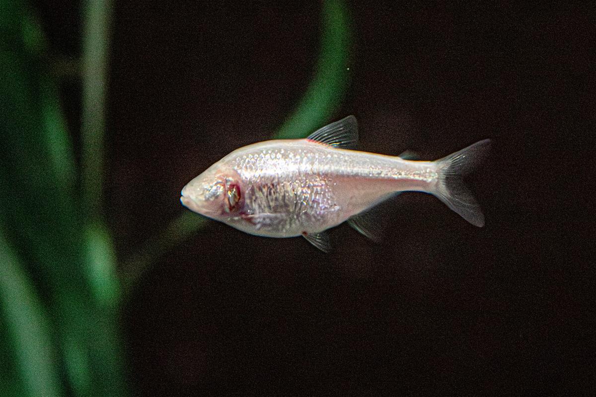 Mexican Blind Cavefish