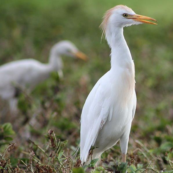 Cattle Egret