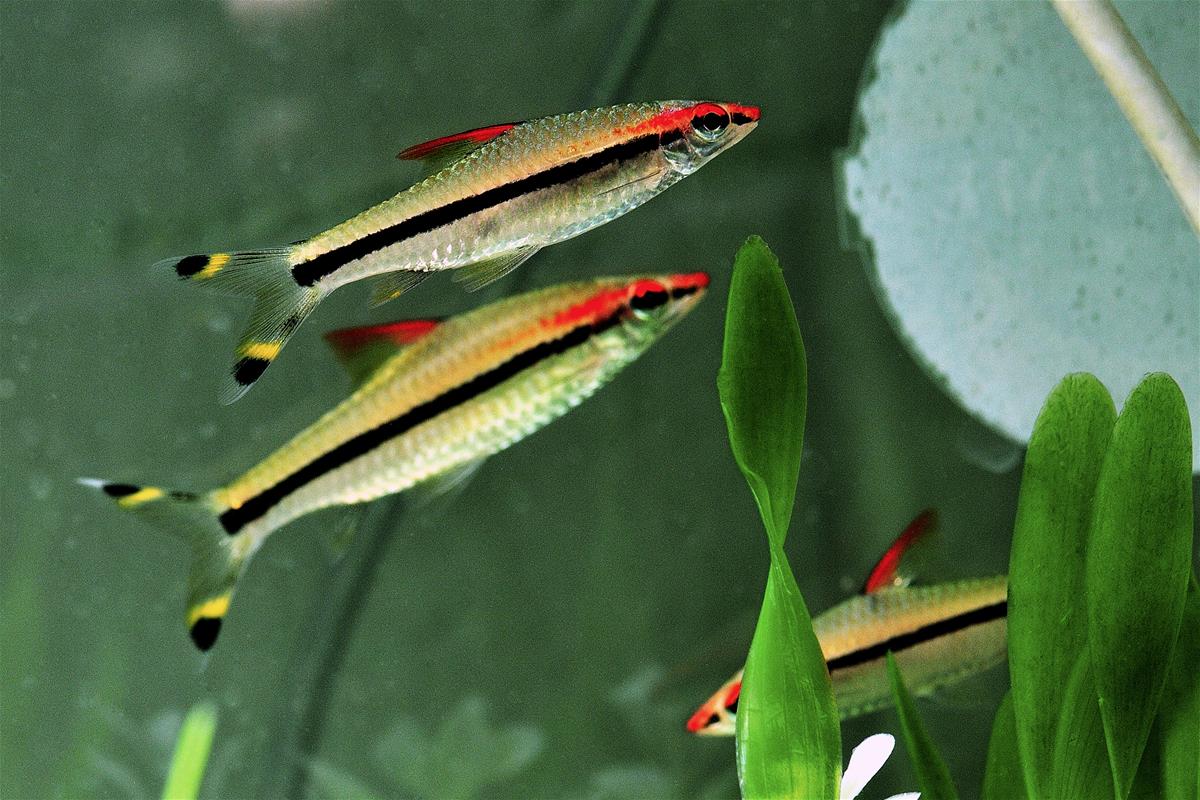 Red-lined Torpedo Barb