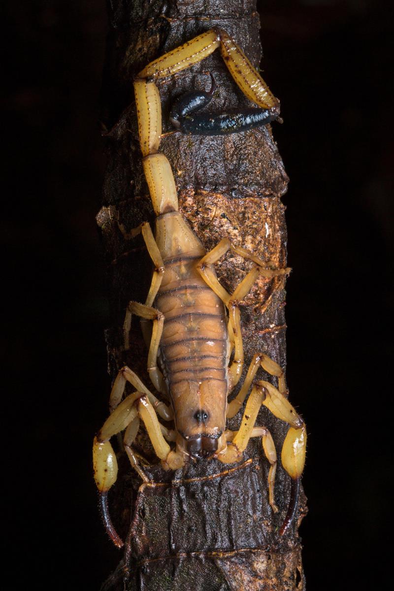 Bark Scorpion