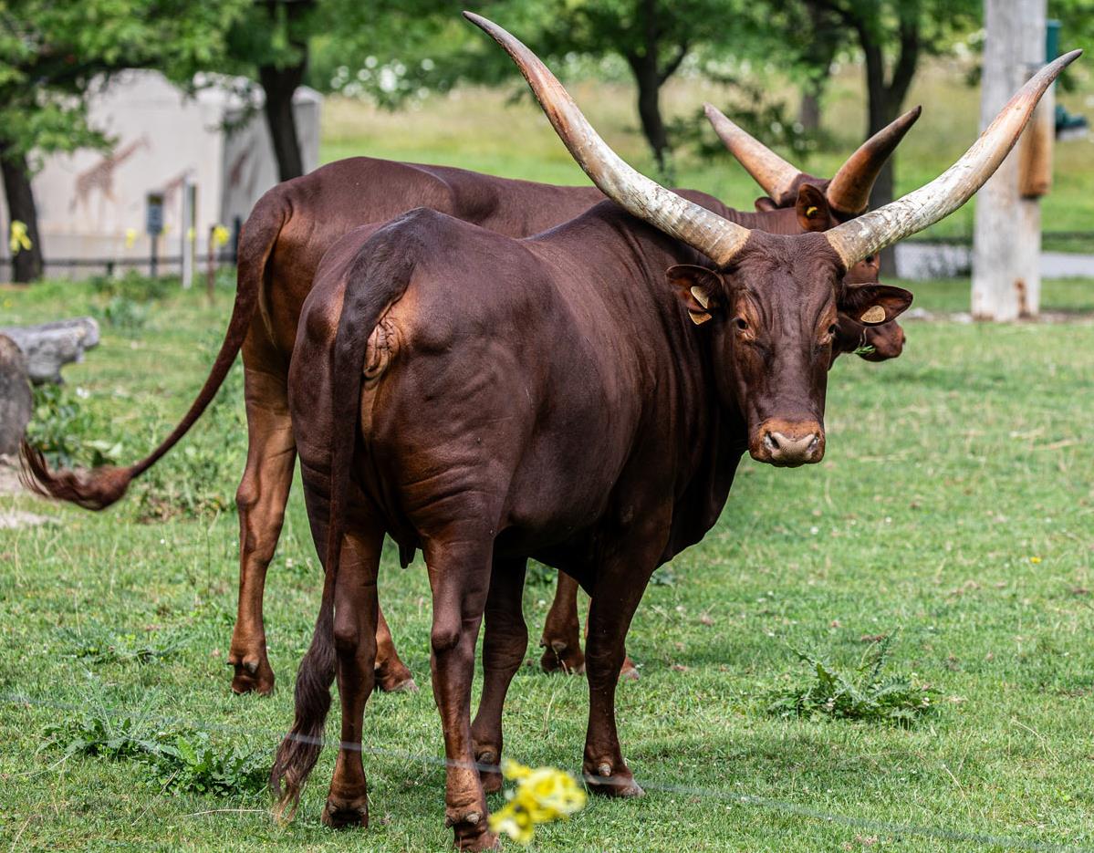 Watusi Cattle
