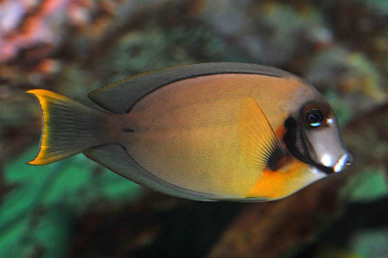 Mimic Surgeonfish
