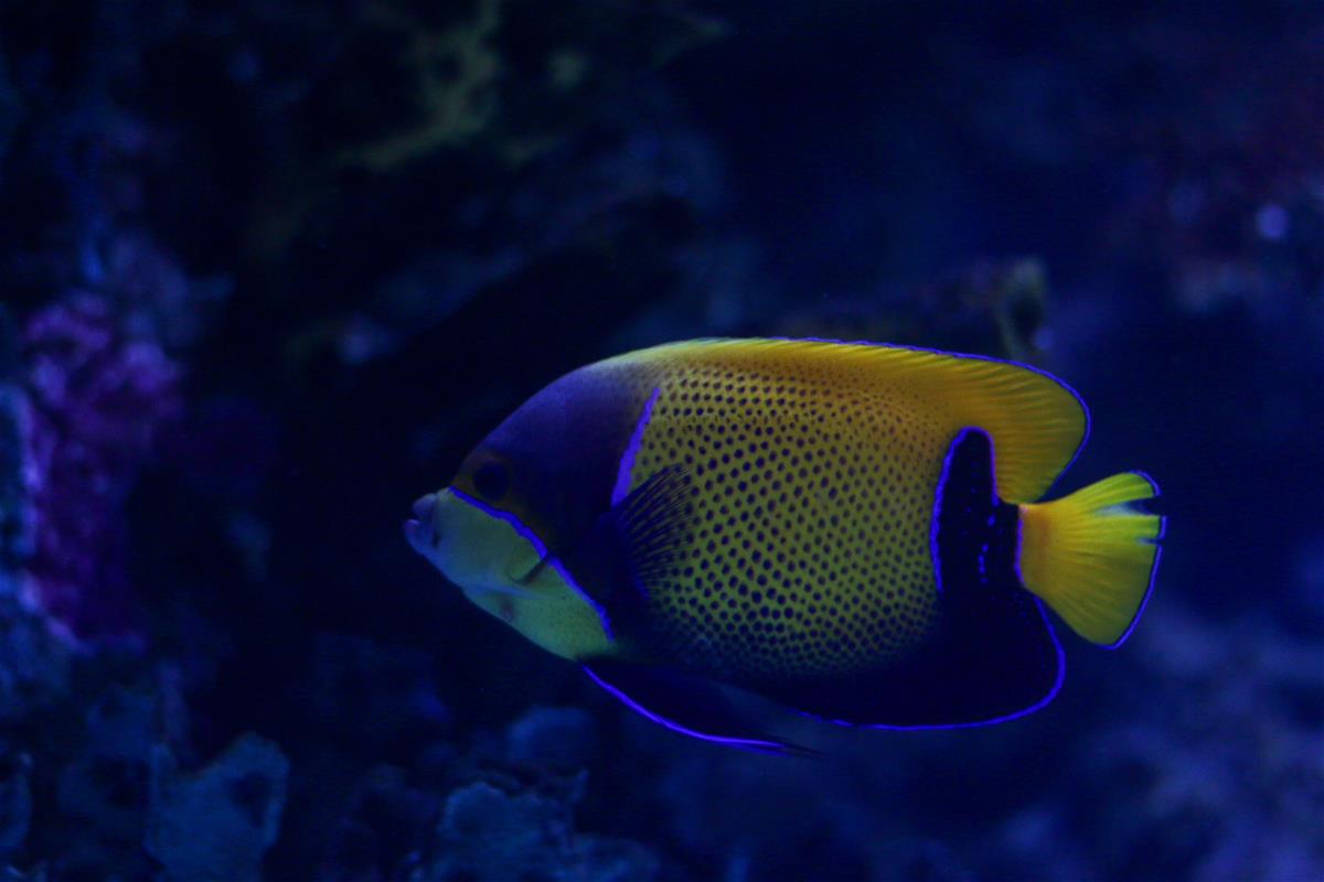 Blue-girdled Angelfish