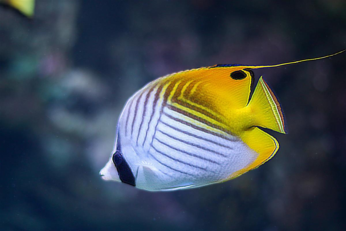 Threadfin butterflyfish