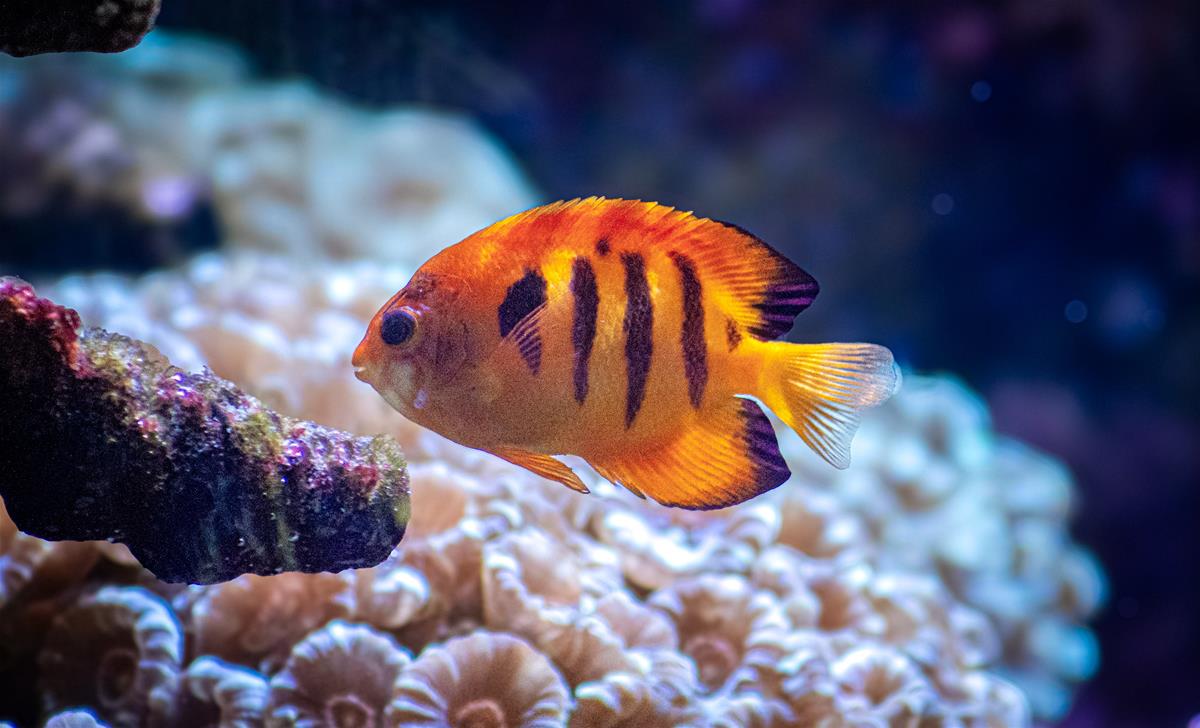 flame angelfish - photo: Justin McLennon