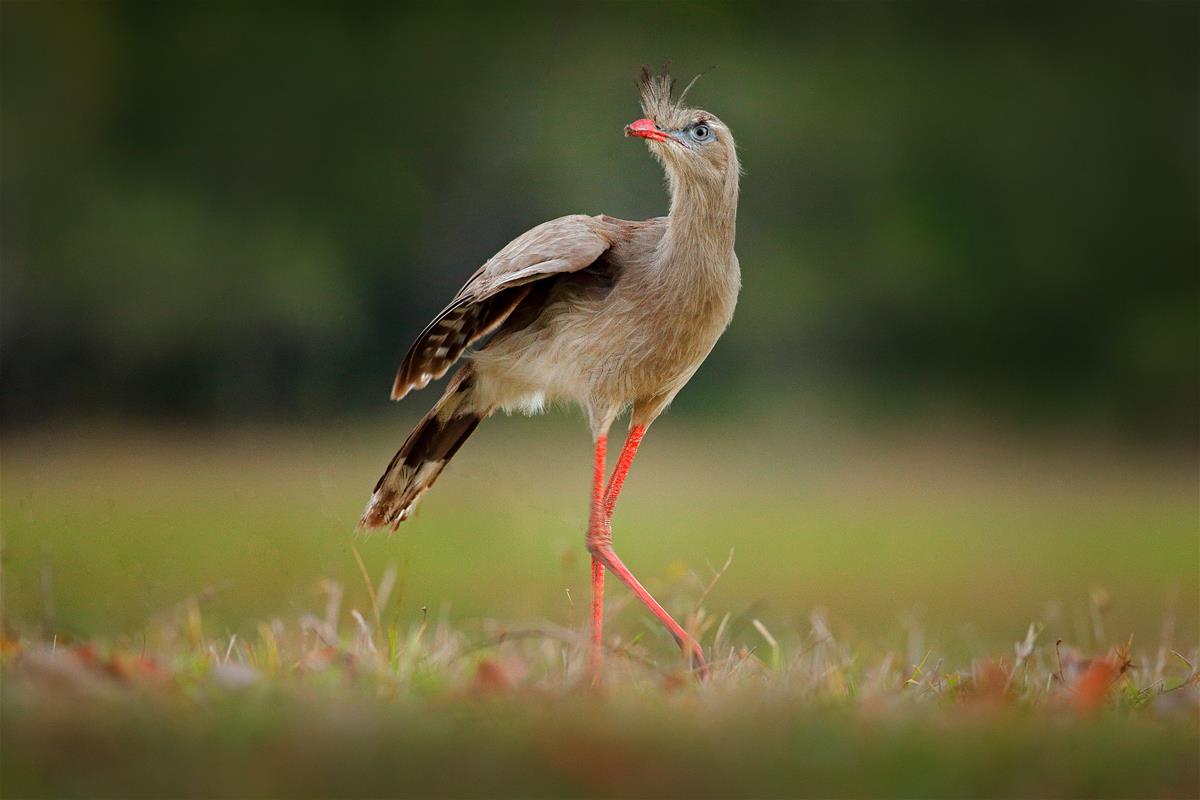 red-legged seriema