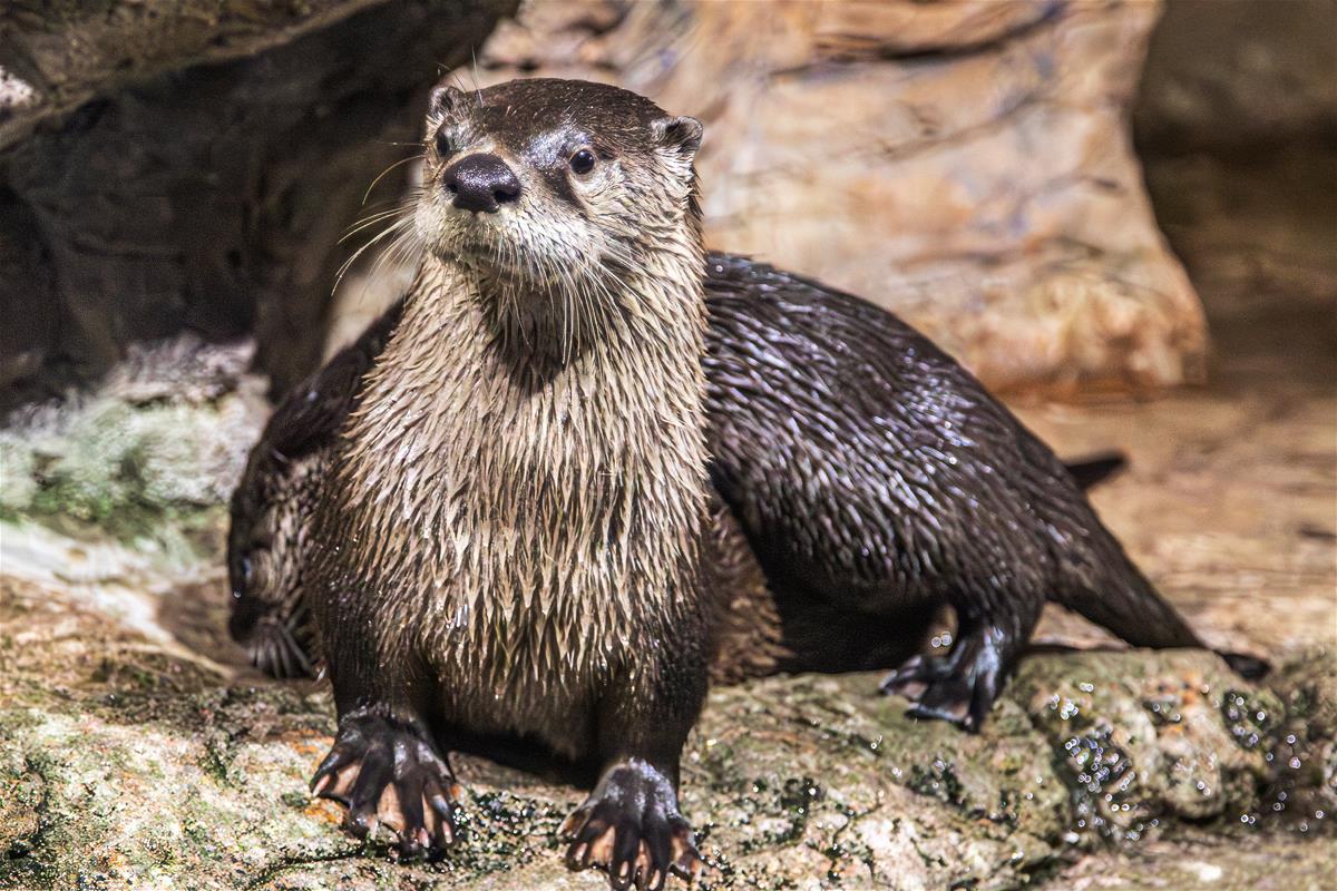 North American River Otter