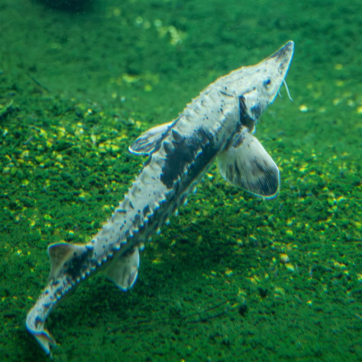 Lake Sturgeon