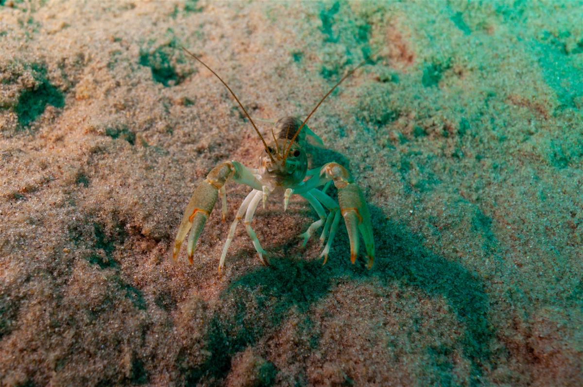 Northern Clearwater Crayfish