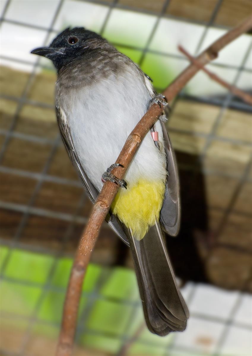 Yellow Vented Bulbul