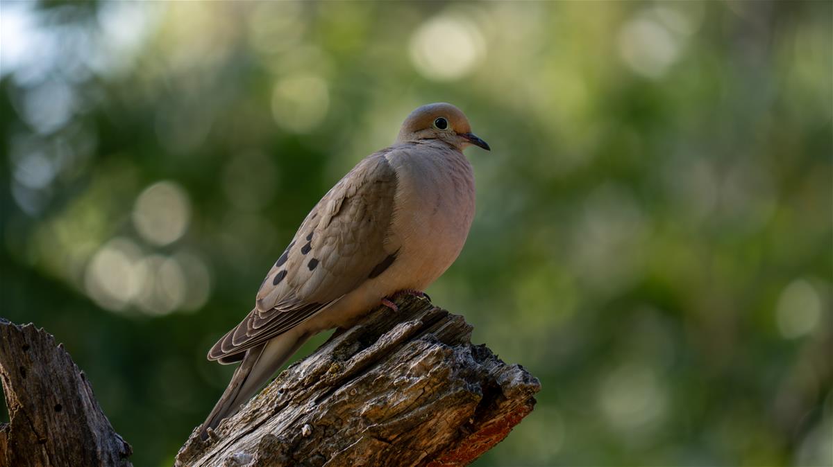 Mourning Dove