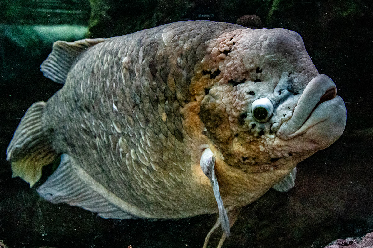 Giant Gourami at the Zoo