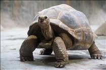 Aldabra Tortoise