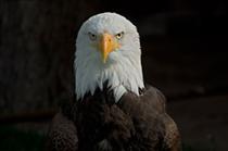 Northern Bald Eagle