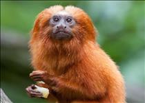 Golden Lion Tamarin
