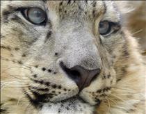 Snow Leopard