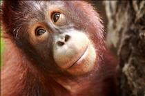 Sumatran Orangutan 