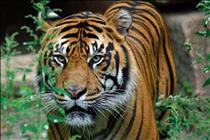 Sumatran Tiger