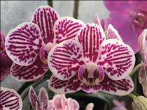 Orchid