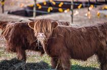 Highland Cattle