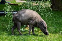 Babirusa