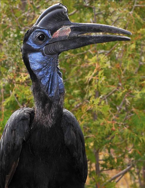 Abyssinian ground hornbill