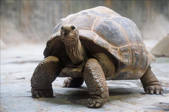 Aldabra tortoise