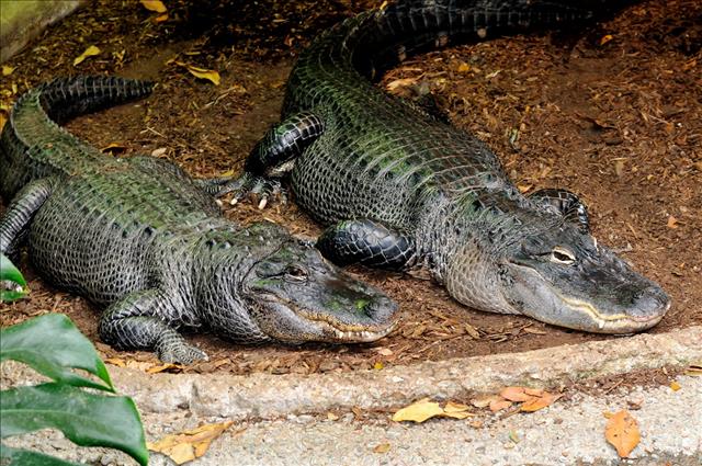 American alligator