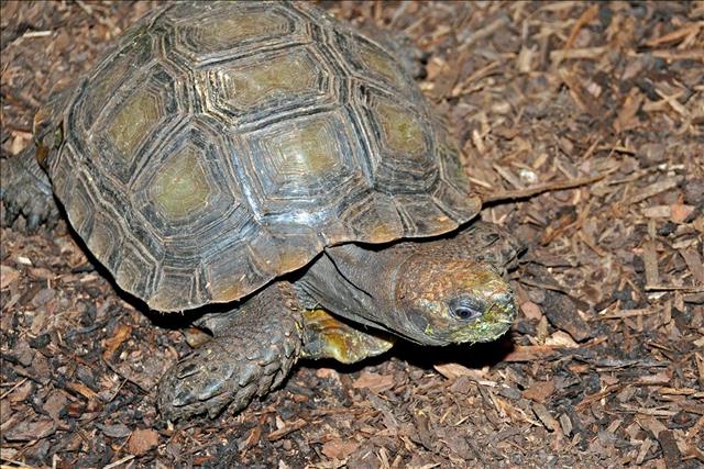 Asian brown tortoise