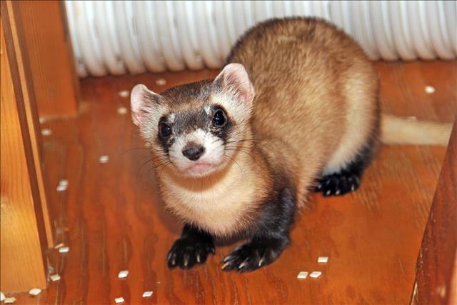 Black-footed ferret