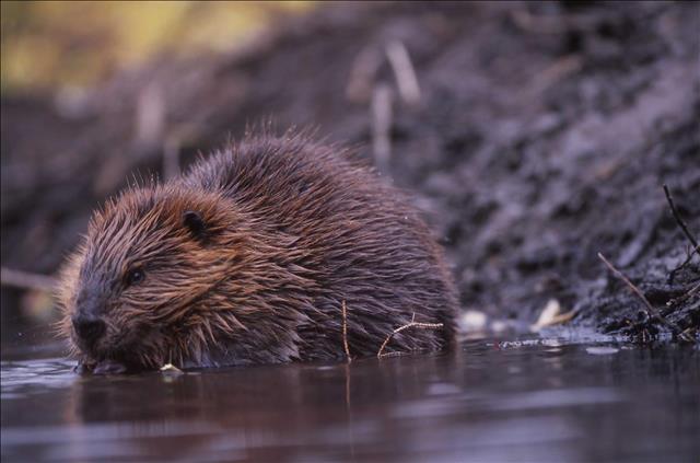 Beaver