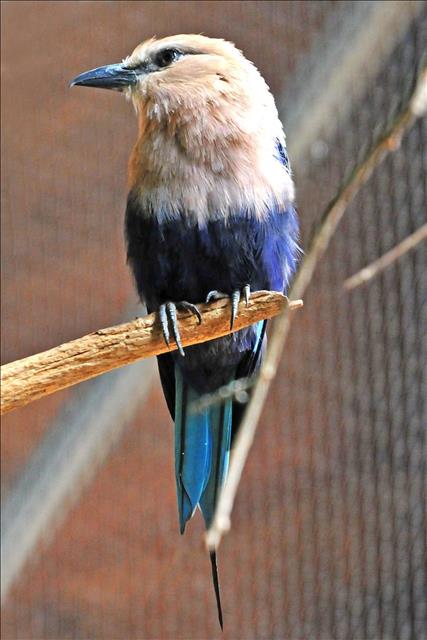 Blue-bellied roller