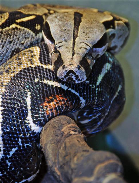 Boa constrictor