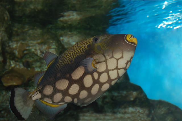 Clown triggerfish