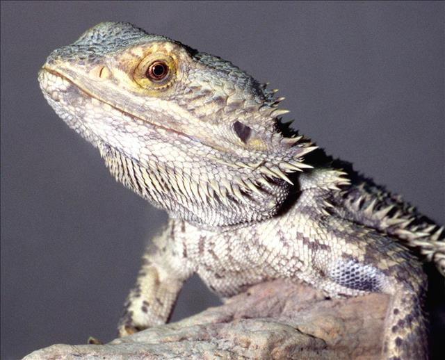 Central bearded dragon
