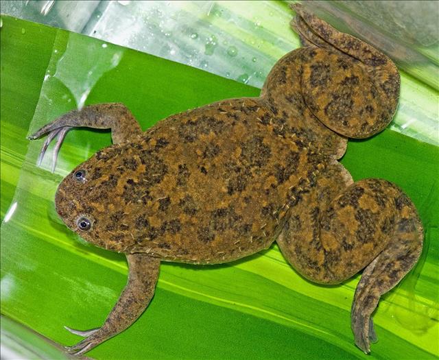 African clawed frog
